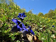 48 Gentiana clusii